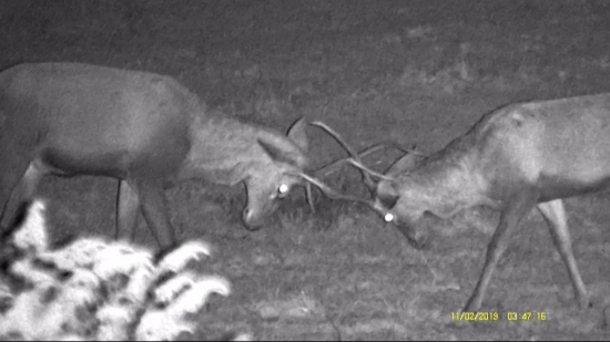 RUJA 2019 AFTERPARTY - VZORKA