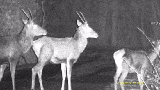 Dva ihličiaky - príchod na pašu