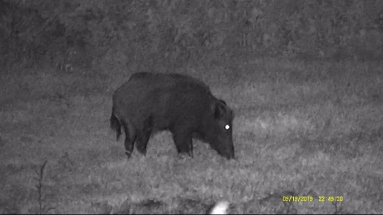 Skúška odvahy alebo Veľký bojko