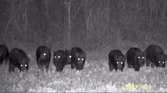 Skúška pevných nervov