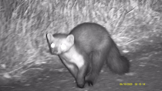 Zver v noci_mix klipov_2