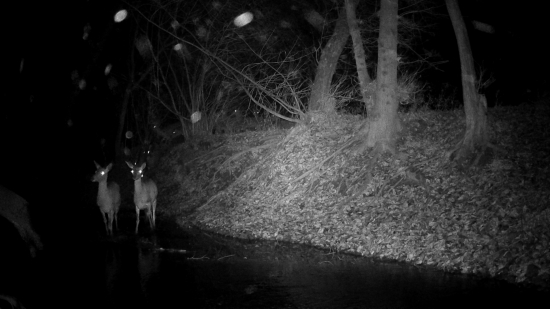 Hromadný návrat z pastviny