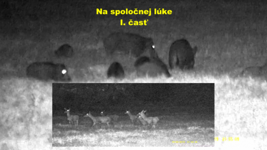 Na spoločnej lúke I