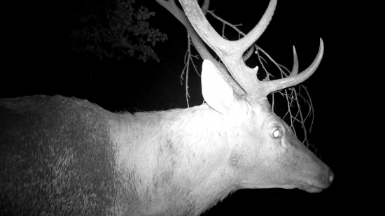 Ruja 2025 - Cesta na rujovisko