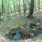 Nový život