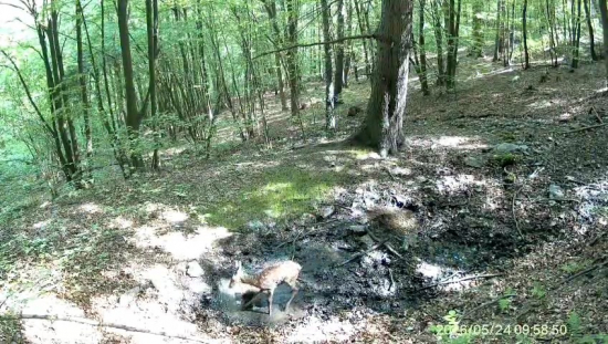 Tanec okolo bažiny