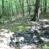 Tanec okolo bažiny