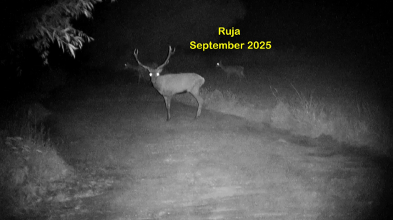 Ruja September 2025