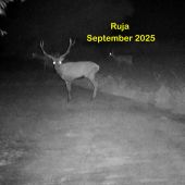 Ruja September 2025