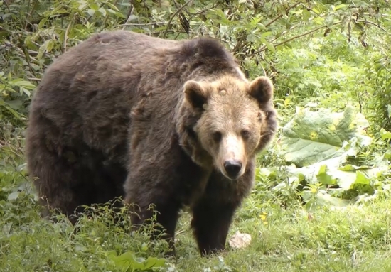 O hladnom medveďovi a hubároch