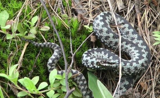 Zlostná zmija na Dukle