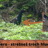 Tetrov hlucháň - traja rytieri na jedno stretnutie
