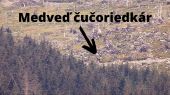Medveď zberač ( Ursus čučoriedkis)