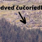 Medveď zberač ( Ursus čučoriedkis)