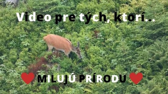 Jelenice z rúbaniska