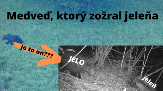 Medveď, ktorý zožral jeleňa
