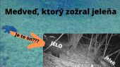 Medveď, ktorý zožral jeleňa