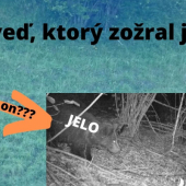 Medveď, ktorý zožral jeleňa