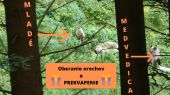 Medvedica a mladé oberajú orechy a PREKVAPENIE