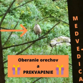 Medvedica a mladé oberajú orechy a PREKVAPENIE