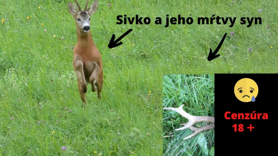Srnec Sivko a jeho mŕtvy syn