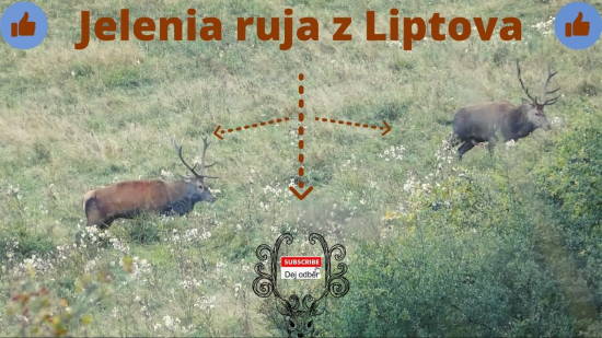 Jelenia ruja z Liptova 2020
