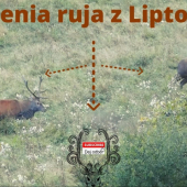Jelenia ruja z Liptova 2020