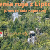 Namiesto jeleňa medvedica a mladé