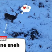 Jelenica, jeleň a konečne sneh