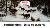 Stádo jeleníc na úteku a nočný vlk