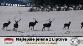 Najlepšie jelene z Litpova - obrovské stádo v pohybe
