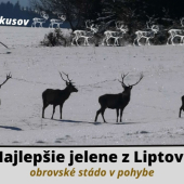 Najlepšie jelene z Litpova - obrovské stádo v pohybe