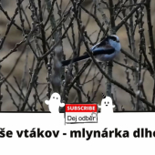 Duch z ríše vtákov - mlynárka dlhochvostá