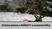 Krásne jelene z bunaty a zranená líška