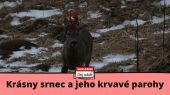 Krásny srnec a jeho krvavé parohy