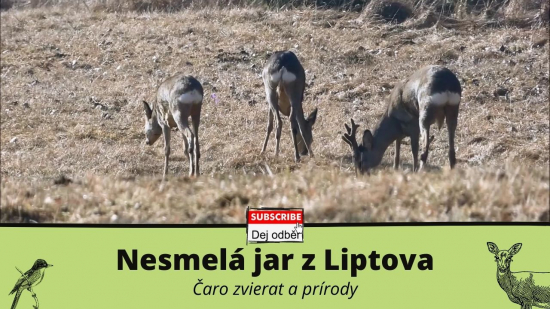Nesmelá jar z Liptova - čaro zvierat a prírody