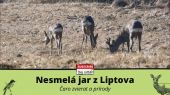 Nesmelá jar z Liptova - čaro zvierat a prírody