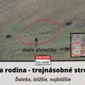 Diviaky - svine a mladé - trojnásobné stretnutie