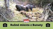 Rušné miesto - diviaky, vysoká