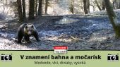 V znamení bahna a močarísk - medvede, vlci, diviaky, vysoká