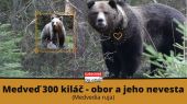 Medveď 300 kiláč a jeho nevesta (Medvedia ruja)