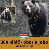 Medveď 300 kiláč a jeho nevesta (Medvedia ruja)