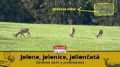 Jelene, jelenice, jelienčatá (jeden so zlomenou nohou)