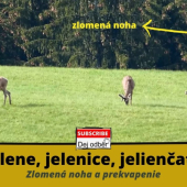 Jelene, jelenice, jelienčatá (jeden so zlomenou nohou)