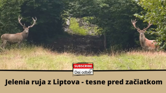 Jelenia ruja - tesne pred začiatkom