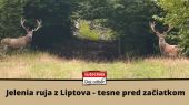 Jelenia ruja - tesne pred začiatkom