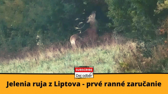 Jelenia ruja z Liptova - prvé ranné zaručanie