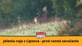 Jelenia ruja z Liptova - prvé ranné zaručanie