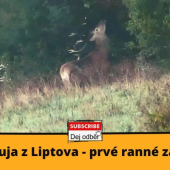 Jelenia ruja z Liptova - prvé ranné zaručanie