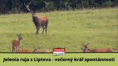 Jelenia ruja z Liptova 2 - Večerný kráľ spontánnosti